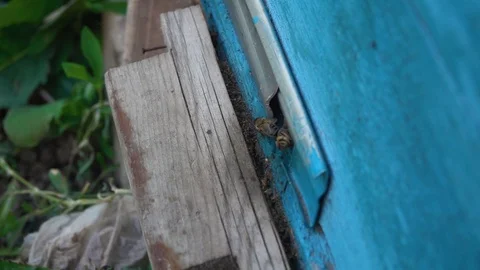 Bees close-up in an apiary 스톡 동영상 107969133