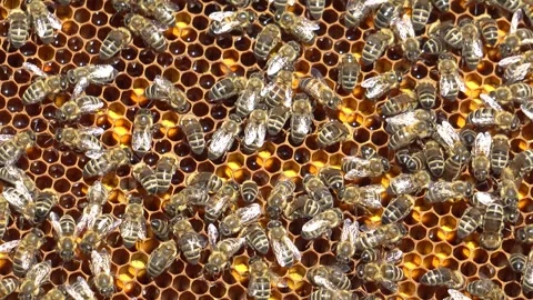 Bees close-up. Bees on a wax board are engaged in honey production Stock Footage 315868549