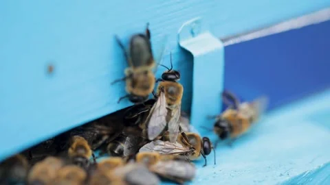 Bees close up on blue hive Vídeos de archivo 143172825