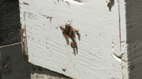 Bees  Up Close Stock Footage 11189197