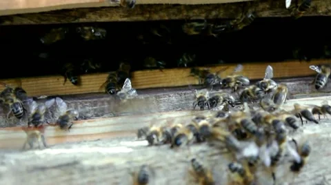 Bees Close Up Stock Footage 11281445