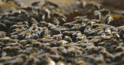 Bees close up Stock Footage 107013487