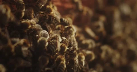 Bees close up Video stock 245303936