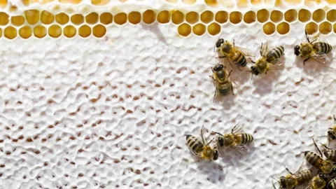 Bees close up on honeycomb frame Stockbeeldmateriaal 143172708