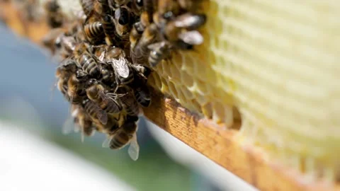 Bees close up on honeycomb frame Stock Footage 143172763