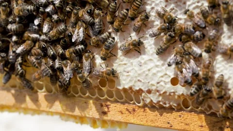 Bees close up on honeycomb frame Vídeos de archivo 143172795