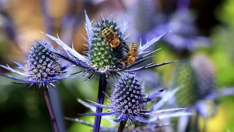 Bees close up on thistle blue flower Stock Footage 180461665