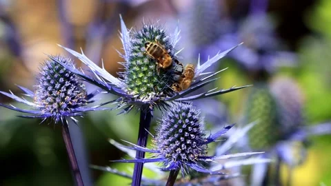 Bees close up on thistle blue flower Stock Footage 180489916
