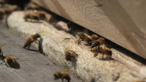 Bees Closeup Colony Engaged in Constant Motion and Activity Stock Footage 310322469