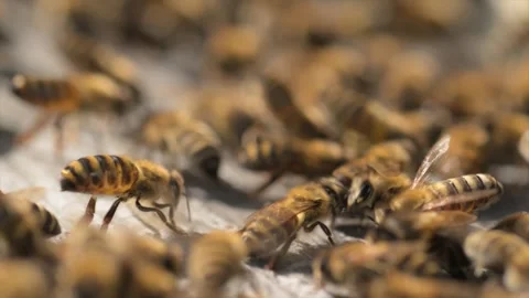 Bees Closeup Colony Engaged in Constant Motion and Activity Stock Footage 310322853