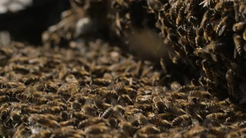 Bees Closeup Colony Engaged in Constant Motion and Activity Stock Footage 310323185