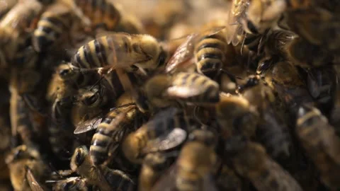 Bees Closeup Colony Engaged in Constant Motion and Activity Stock Footage 310323234