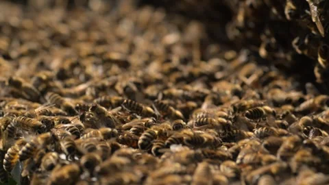 Bees Closeup Colony Engaged in Constant Motion and Activity Stock Footage 310323278