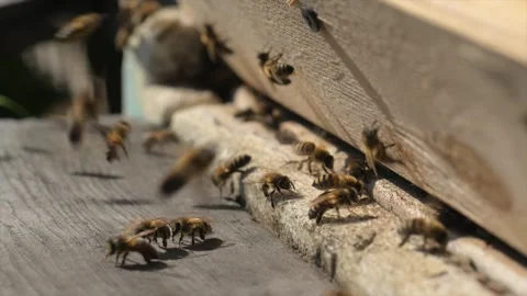 Bees Closeup Colony Engaged in Constant Motion and Activity Stock Footage 310386287