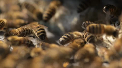 Bees Closeup Colony Engaged in Constant Motion and Activity Stock Footage 310386336