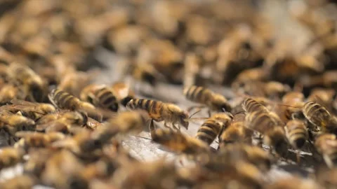 Bees Closeup Colony Engaged in Constant Motion and Activity Stock Footage 310386431