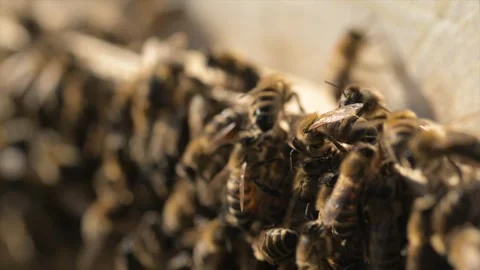 Bees Closeup Colony Engaged in Constant Motion and Activity Stock Footage 310401377