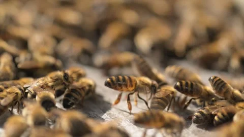 Bees Closeup Colony Engaged in Constant Motion and Activity Stock Footage 310401556