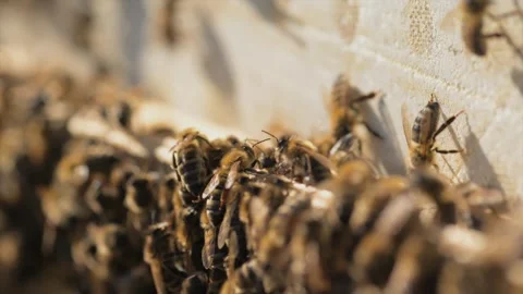 Bees Closeup Colony Engaged in Constant Motion and Activity Stock Footage 310401642