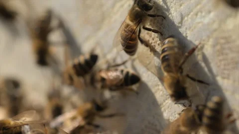 Bees Closeup Colony Engaged in Constant Motion and Activity Stock Footage 310401985