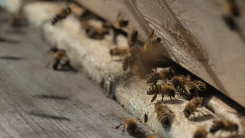 Bees Closeup Colony Engaged in Constant Motion and Activity Stock Footage 310436993