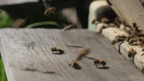 Bees Closeup Colony Engaged in Constant Motion and Activity Stock Footage 310437088