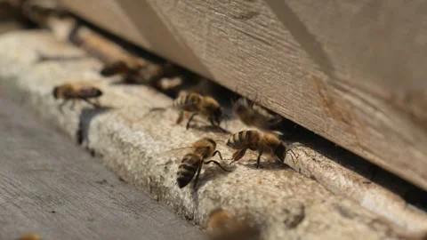 Bees Closeup Colony Engaged in Constant Motion and Activity Stock Footage 310437255