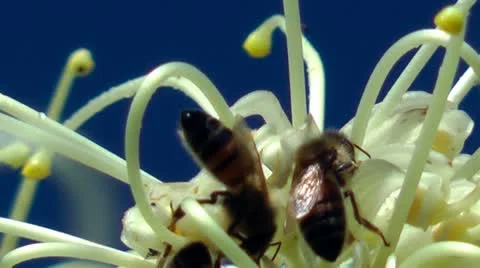 Bees closeup 動画素材 11365644