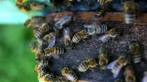 Bees Closeup Stock Footage 73007218