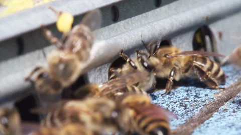 Bees Clustered On Entrance Grille Macro Stock Footage 342022249