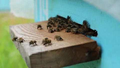 The bees collaborate in the ventilation and cooling of the air in the hive 動画素材 242287921