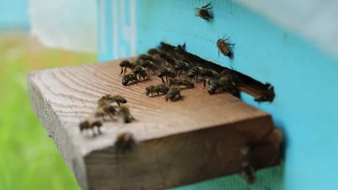 The bees collaborate in the ventilation and cooling of the air in the hive Stock Footage 242287941