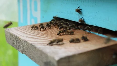The bees collaborate in the ventilation and cooling of the air in the hive Stock Footage 242287955