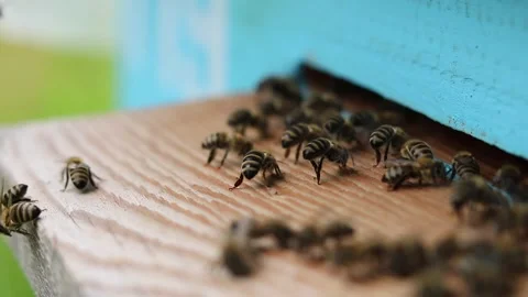 The bees collaborate in the ventilation and cooling of the air in the hive Stock Footage 242287957