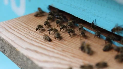 The bees collaborate in the ventilation and cooling of the air in the hive Stock Footage 242287958