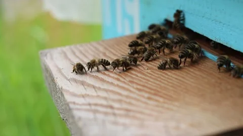 The bees collaborate in the ventilation and cooling of the air in the hive 動画素材 242287967