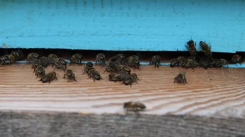 The bees collaborate in the ventilation and cooling of the air in the hive Stock Footage 242287980