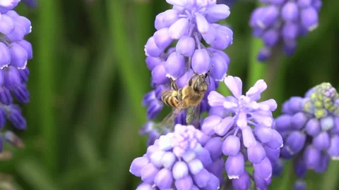 Bees collect flower nectar Stock Footage 187169181