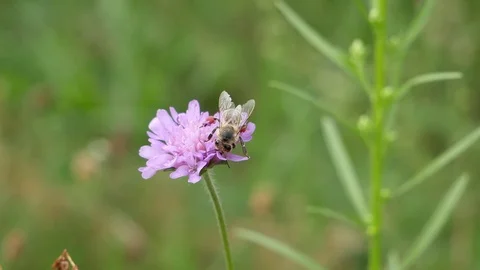 Bees collect honey 動画素材 116543175