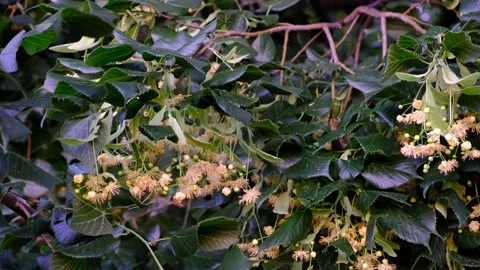 Bees collect honey from linden trees.  Stock Footage 197330744