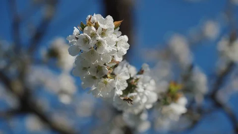 Bees collect nectar and pollen from cherry flowers. 4K Stock-Footage 129193190