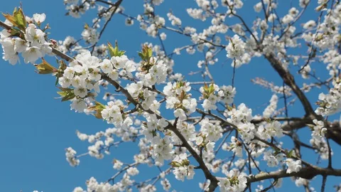 Bees collect nectar and pollen from cherry flowers. 4K Stock Footage 129193249