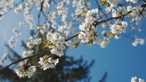 Bees collect nectar and pollen from cherry flowers. 4K Stock Footage 129193518