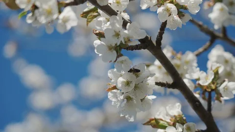 Bees collect nectar and pollen from cherry flowers. 4K Stock Footage 129193598