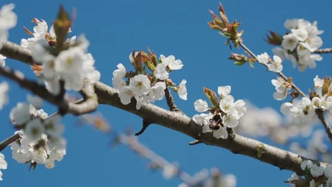Bees collect nectar and pollen from cherry flowers. 4K Stock-Footage 129193802