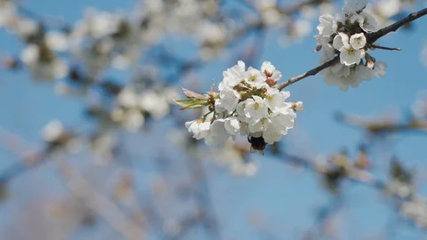 Bees collect nectar and pollen from cherry flowers. 4K Stock Footage 129193969