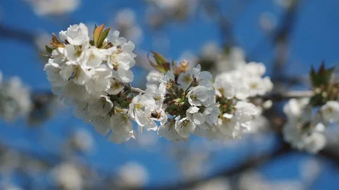 Bees collect nectar and pollen from cherry flowers. Slow motion. Stock Footage 129227451