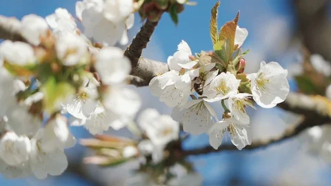 Bees collect nectar and pollen from cherry flowers. Slow motion. Video stock 129227612