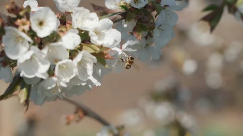 Bees collect nectar and pollen from cherry flowers. Slow motion. Video stock 129227707