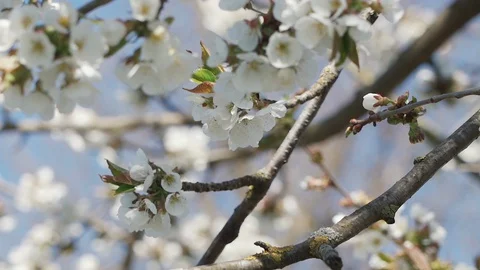 Bees collect nectar and pollen from cherry flowers. Slow motion. Stock Footage 129227850